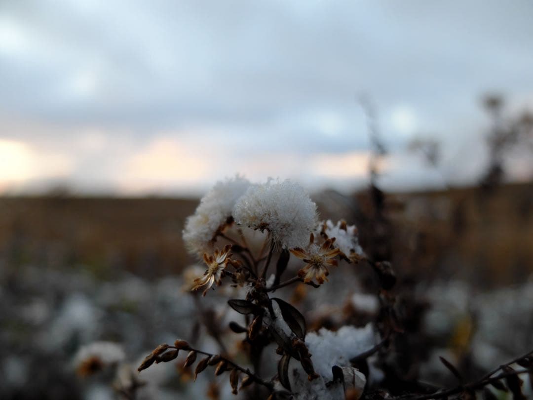 デジタルカメラ FUJIFILM X20