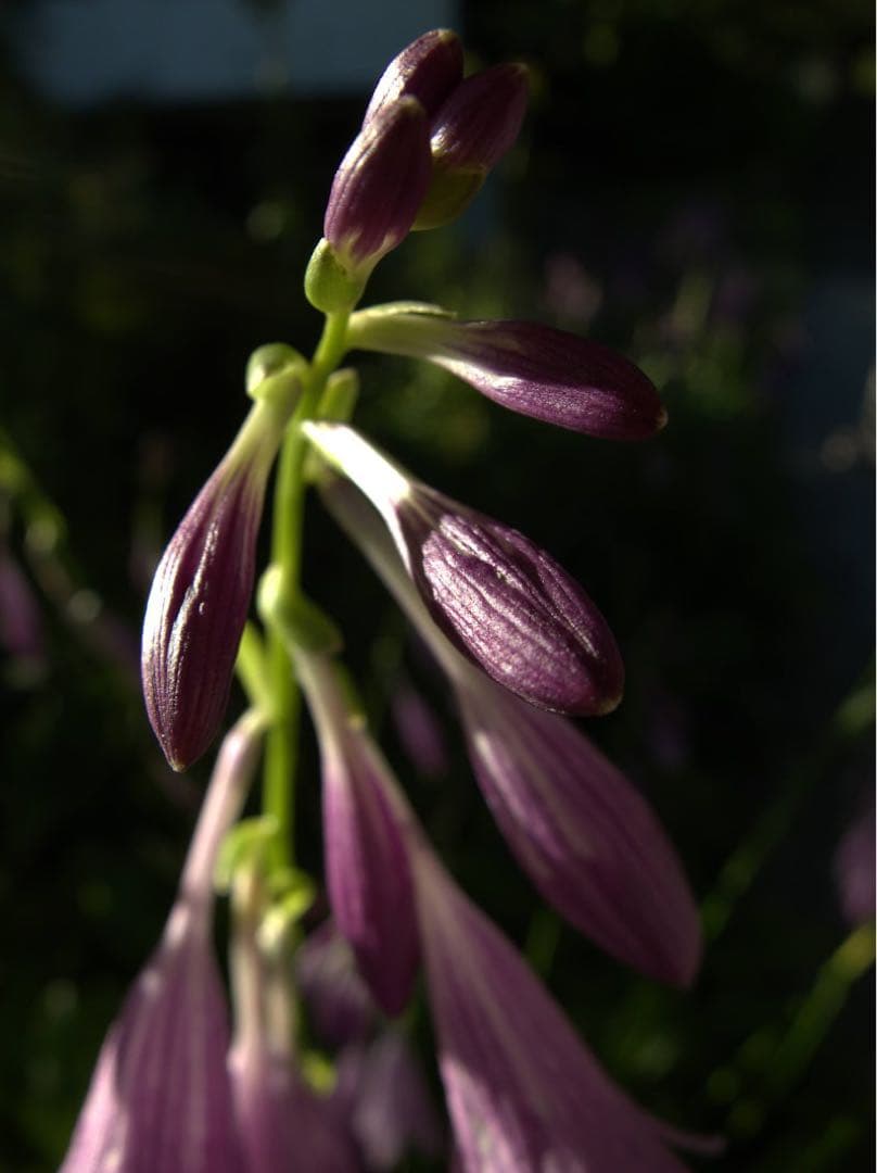 デジタルカメラ FUJIFILM X20