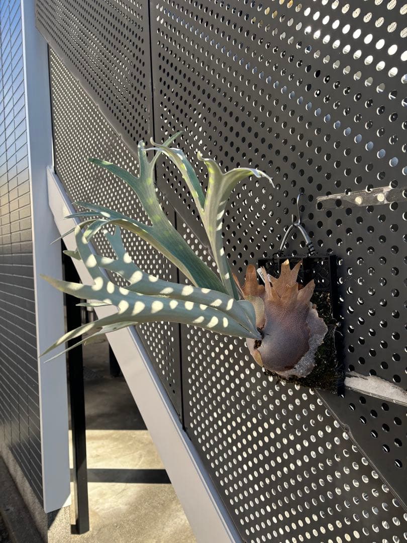 ハクナマタタ　親株　ビカクシダ　バンダカプランツ