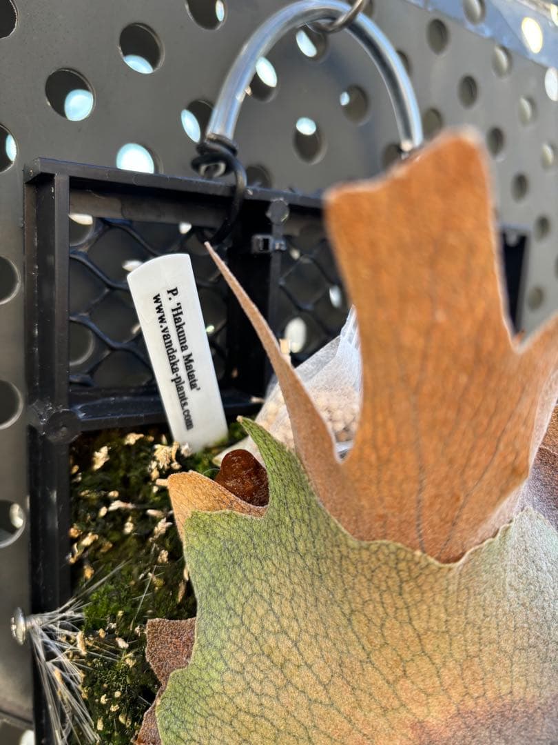 ハクナマタタ　親株　ビカクシダ　バンダカプランツ