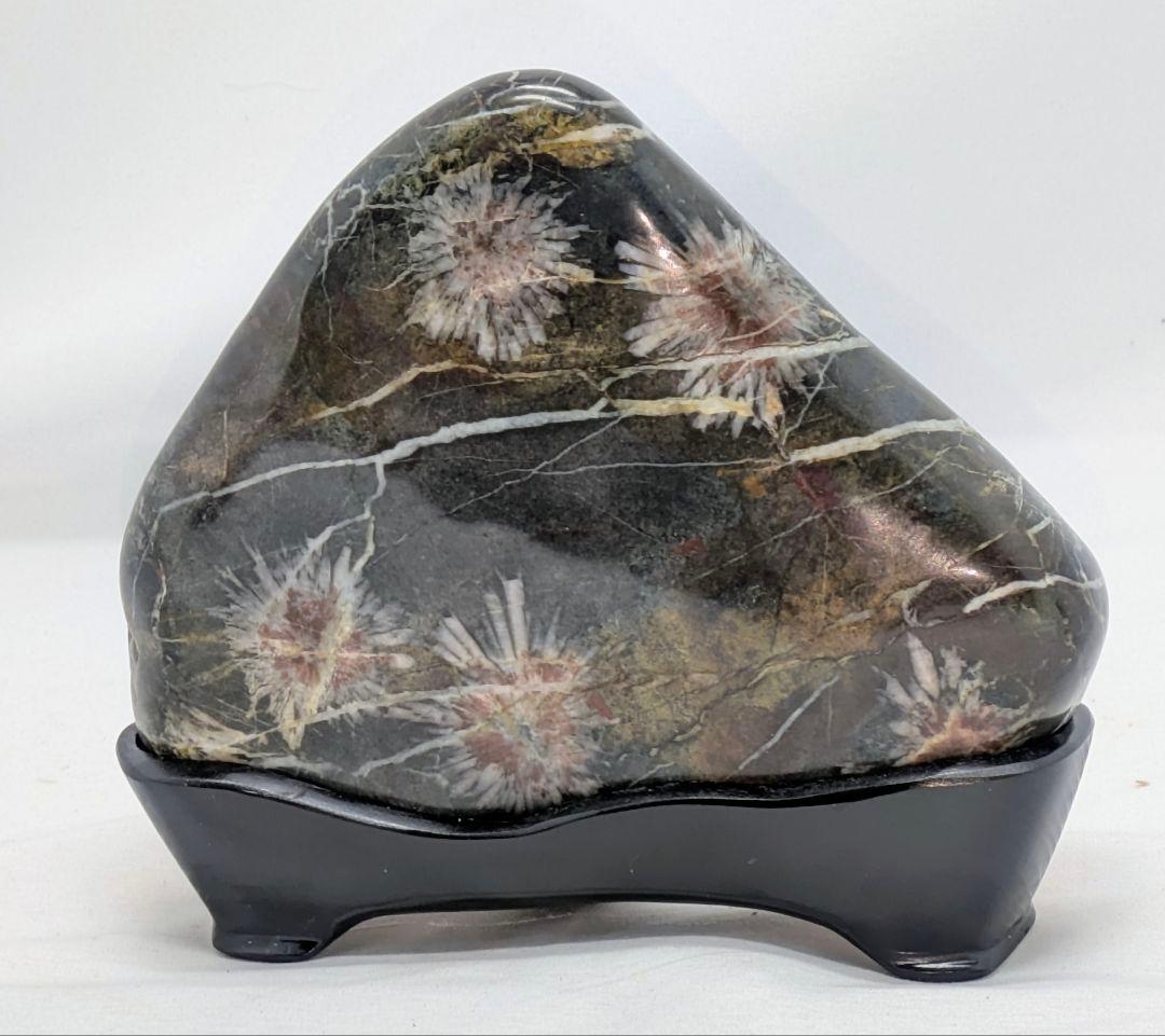 h*o様 菊花石　糸菊の紅白花　孔雀系母岩　山形　根尾 鑑賞石 水石 自然石　木