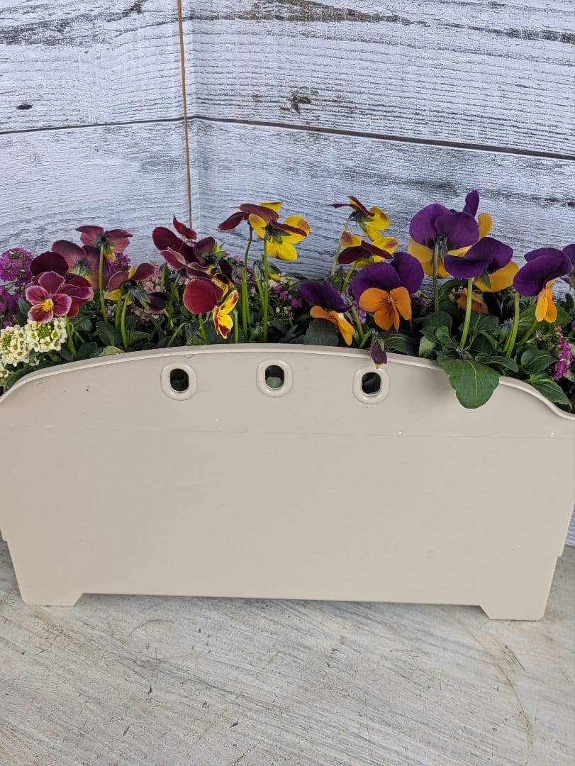 ローズガーデン【現品・鉢まま出荷】季節の寄せ植え3点＆ビオラのセット