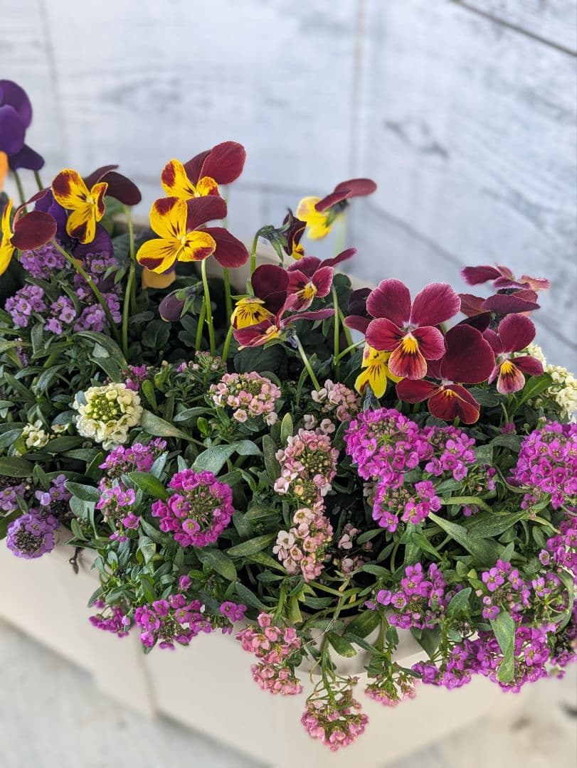 ローズガーデン【現品・鉢まま出荷】季節の寄せ植え3点＆ビオラのセット