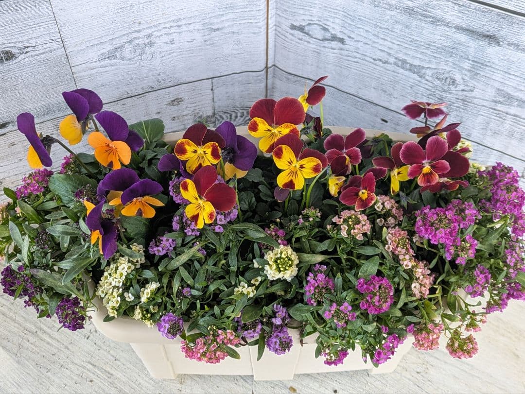 ローズガーデン【現品・鉢まま出荷】季節の寄せ植え3点＆ビオラのセット