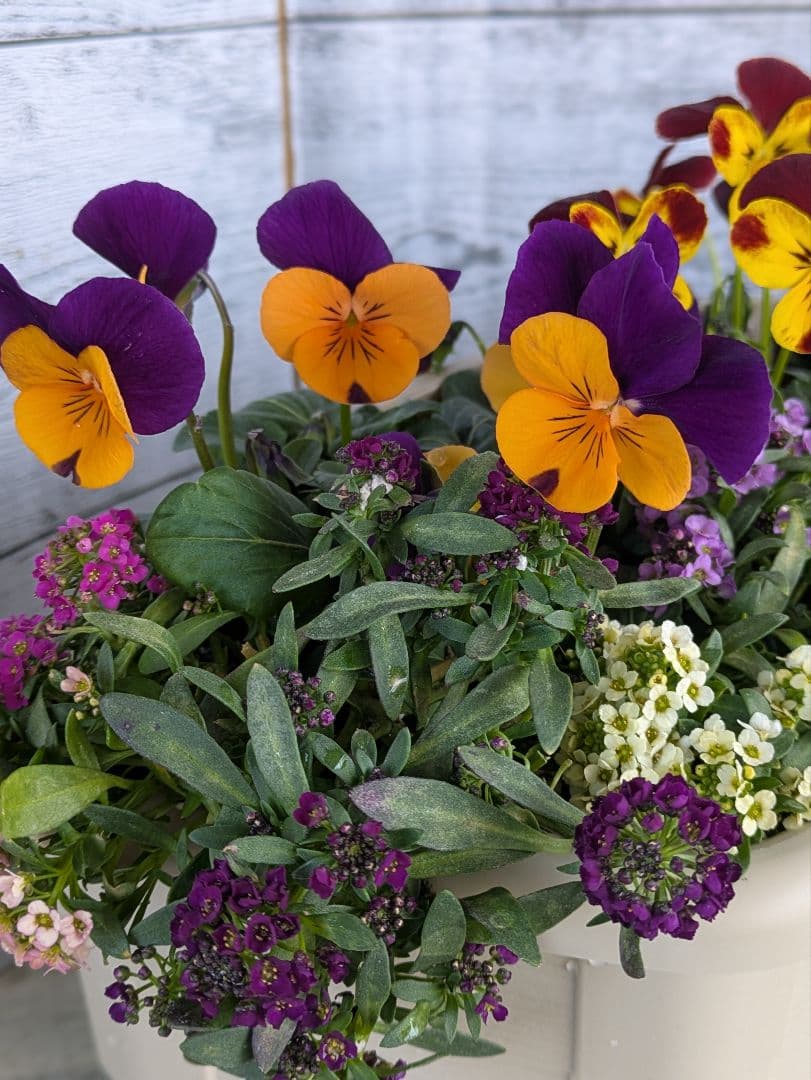 ローズガーデン【現品・鉢まま出荷】季節の寄せ植え3点＆ビオラのセット