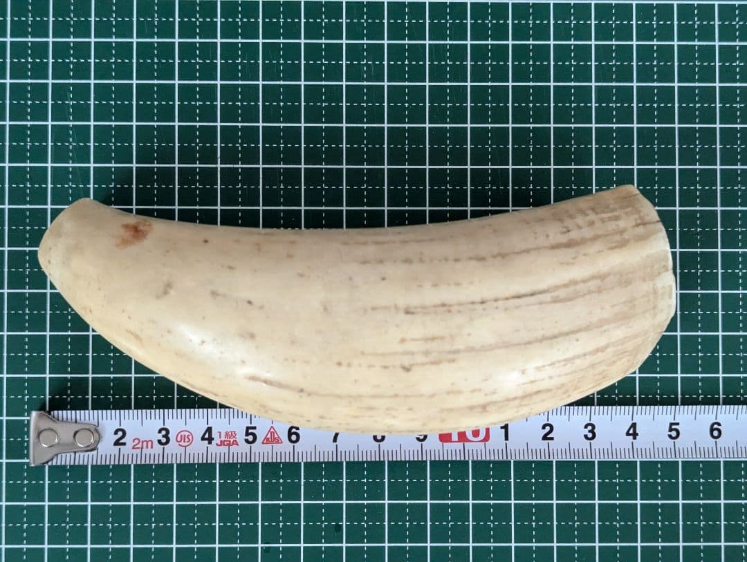 鯨歯（？）