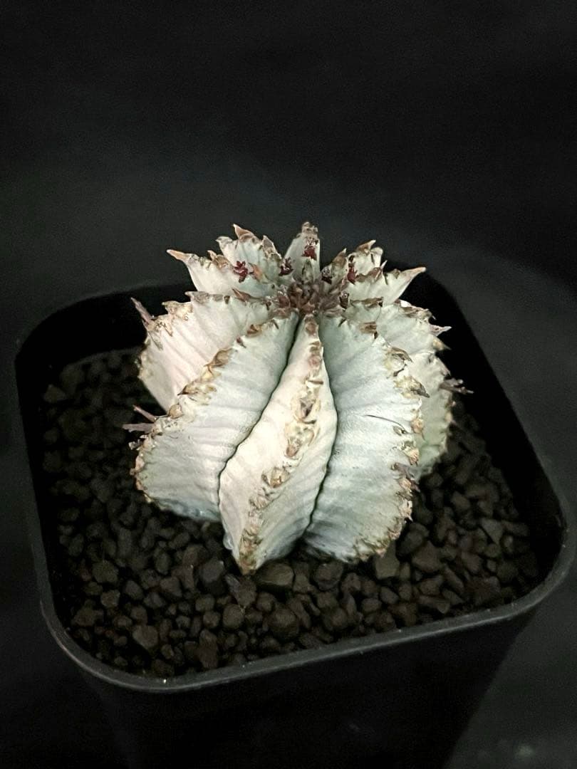 翠*緑様 ユーフォルビア ホリダ スーパーホワイト 極白 SSSランク カキ子