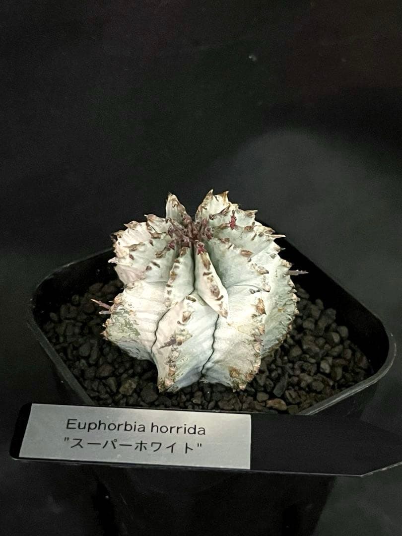 翠*緑様 ユーフォルビア ホリダ スーパーホワイト 極白 SSSランク カキ子
