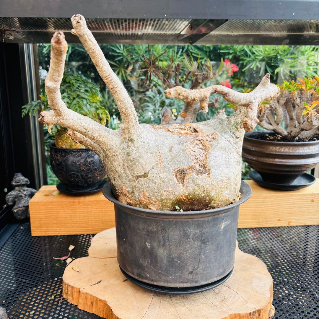 短期間限定超特価！ 特大 パキポディウム グラキリス カタチ製作所 現地株