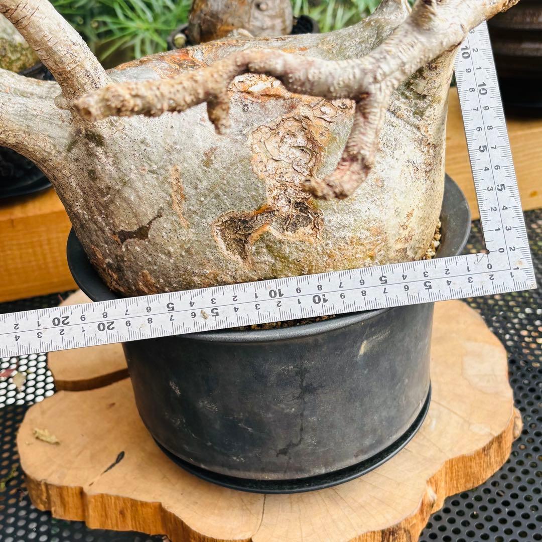 短期間限定超特価！ 特大 パキポディウム グラキリス カタチ製作所 現地株