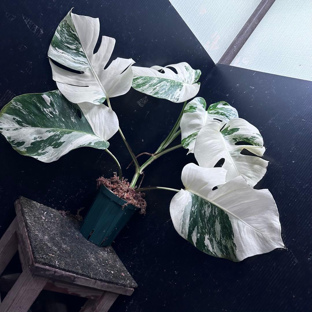 わ*か様 斑入りモンステラ ホワイトタイガー極美大株53cm白斑多