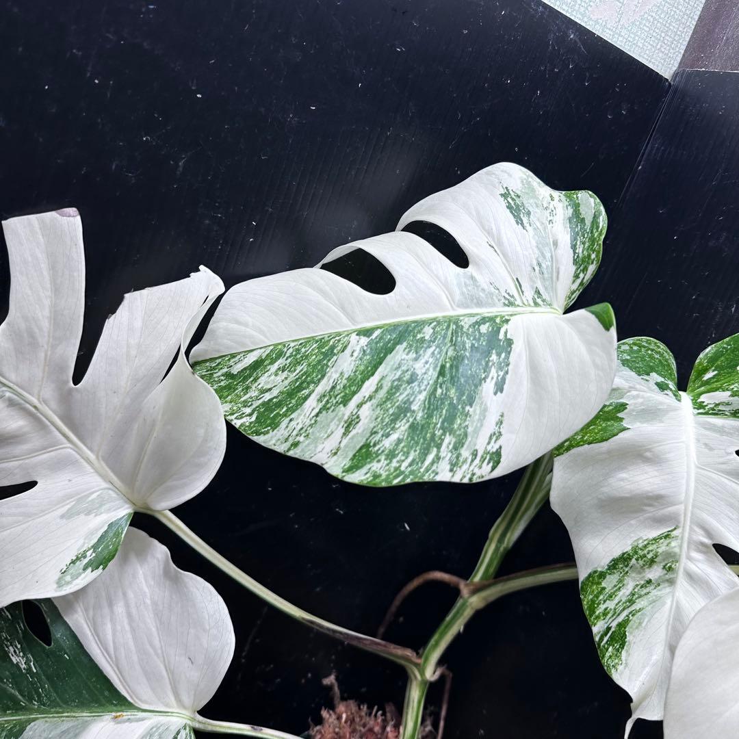 わ*か様 斑入りモンステラ ホワイトタイガー極美大株53cm白斑多