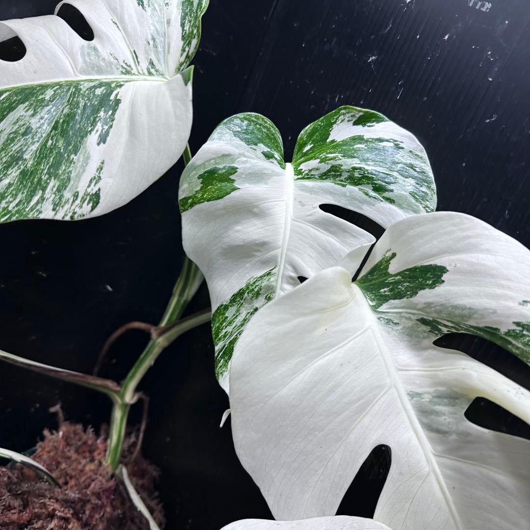 わ*か様 斑入りモンステラ ホワイトタイガー極美大株53cm白斑多