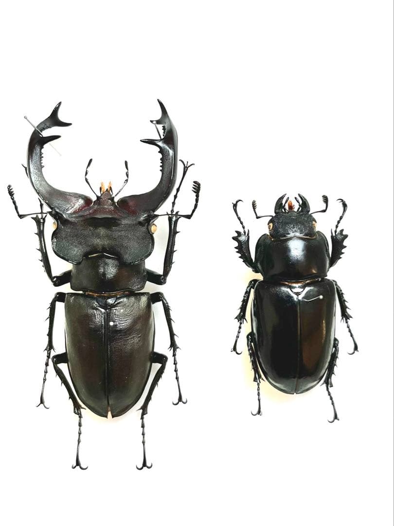 ユダイクスミヤマクワガタ　88mm ペア 標本