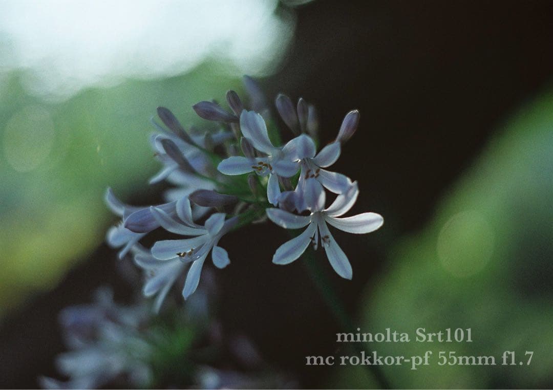 minolta srt101 ★美品＊完動品＊初期保証★緑のロッコール★作例多数