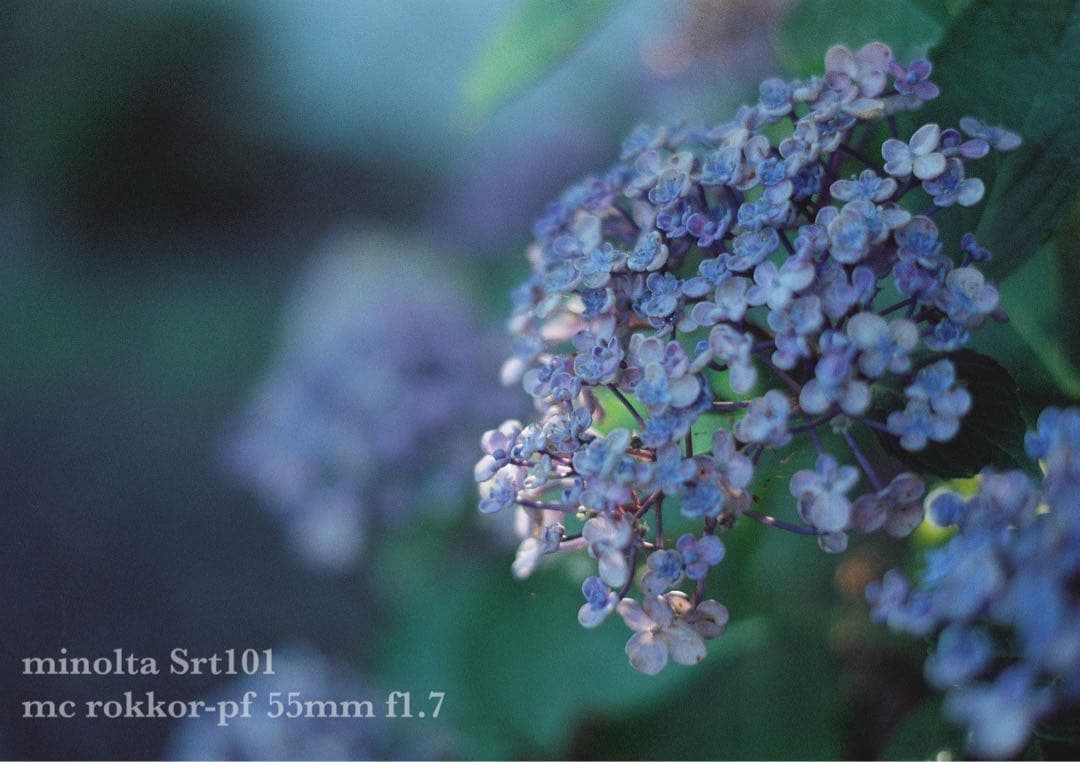 minolta srt101 ★美品＊完動品＊初期保証★緑のロッコール★作例多数