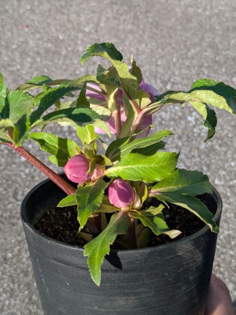 【広瀬園芸】クリスマスローズ　ソレイユ系dd整形花