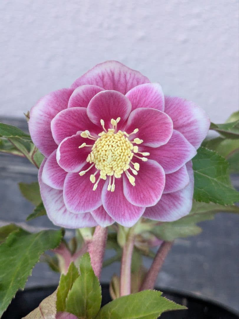 【広瀬園芸】クリスマスローズ　ソレイユ系dd整形花