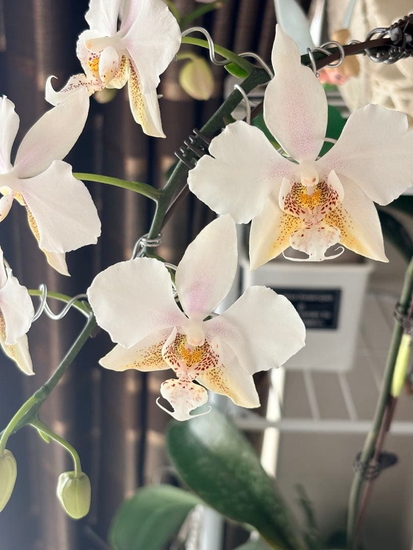 超レア★【強香大株】希少交配種★シレリアナｘスチュアートアナ 洋ラン　洋蘭