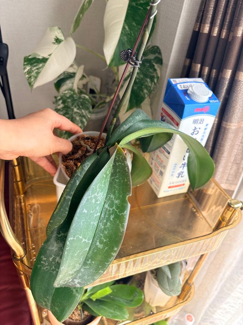 超レア★【強香大株】希少交配種★シレリアナｘスチュアートアナ 洋ラン　洋蘭