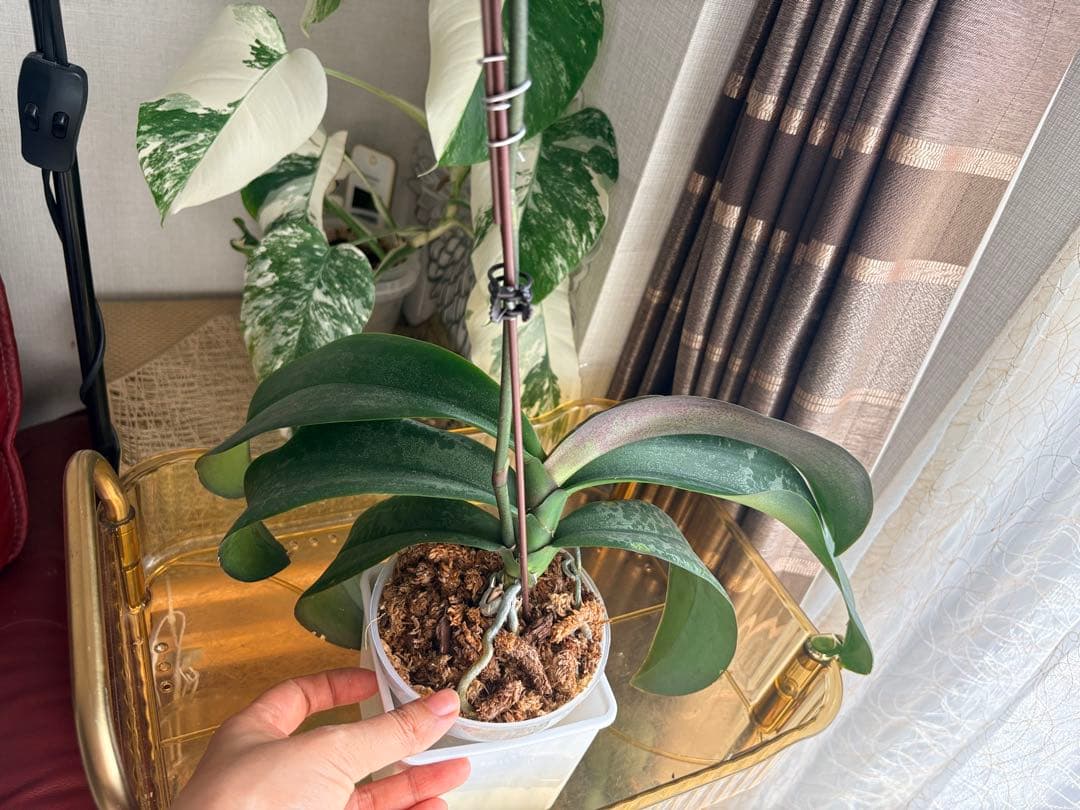 超レア★【強香大株】希少交配種★シレリアナｘスチュアートアナ 洋ラン　洋蘭