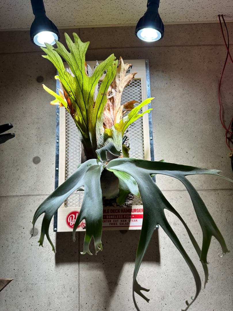 か*し様 p.willinckii wild 大株