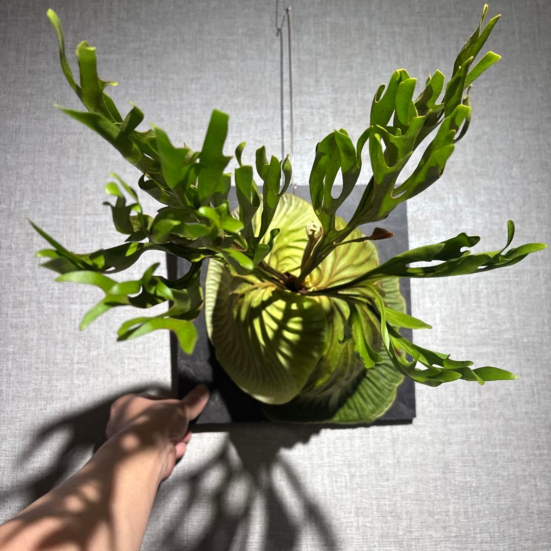 十*夜様 ビカクシダ　リドレイ　ワイルド　現地株　コウモリラン