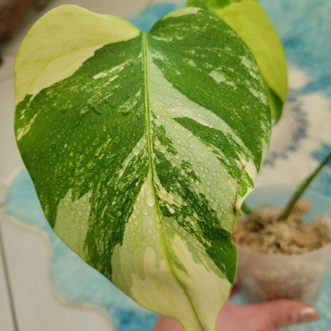 最終値下げ！斑入りモンステラ☆希少最高セブブルーミント☆トップカット発根済み