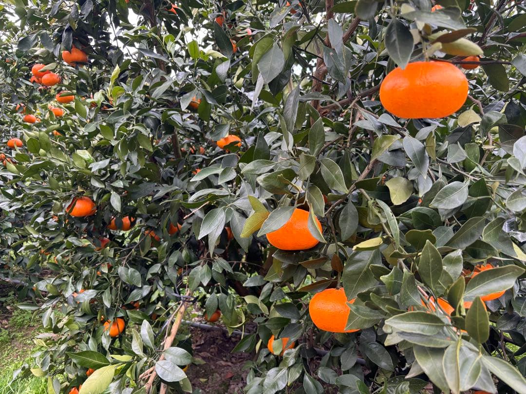 専用　訳あり甘平10キロ