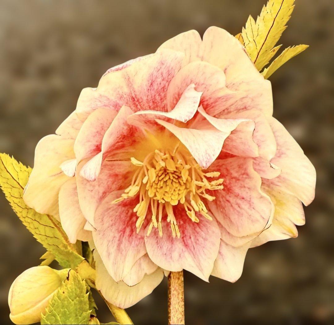 ★素晴らしいオーレア　ピンクグラデーション　ソレイユ風★クリスマスローズ開花株