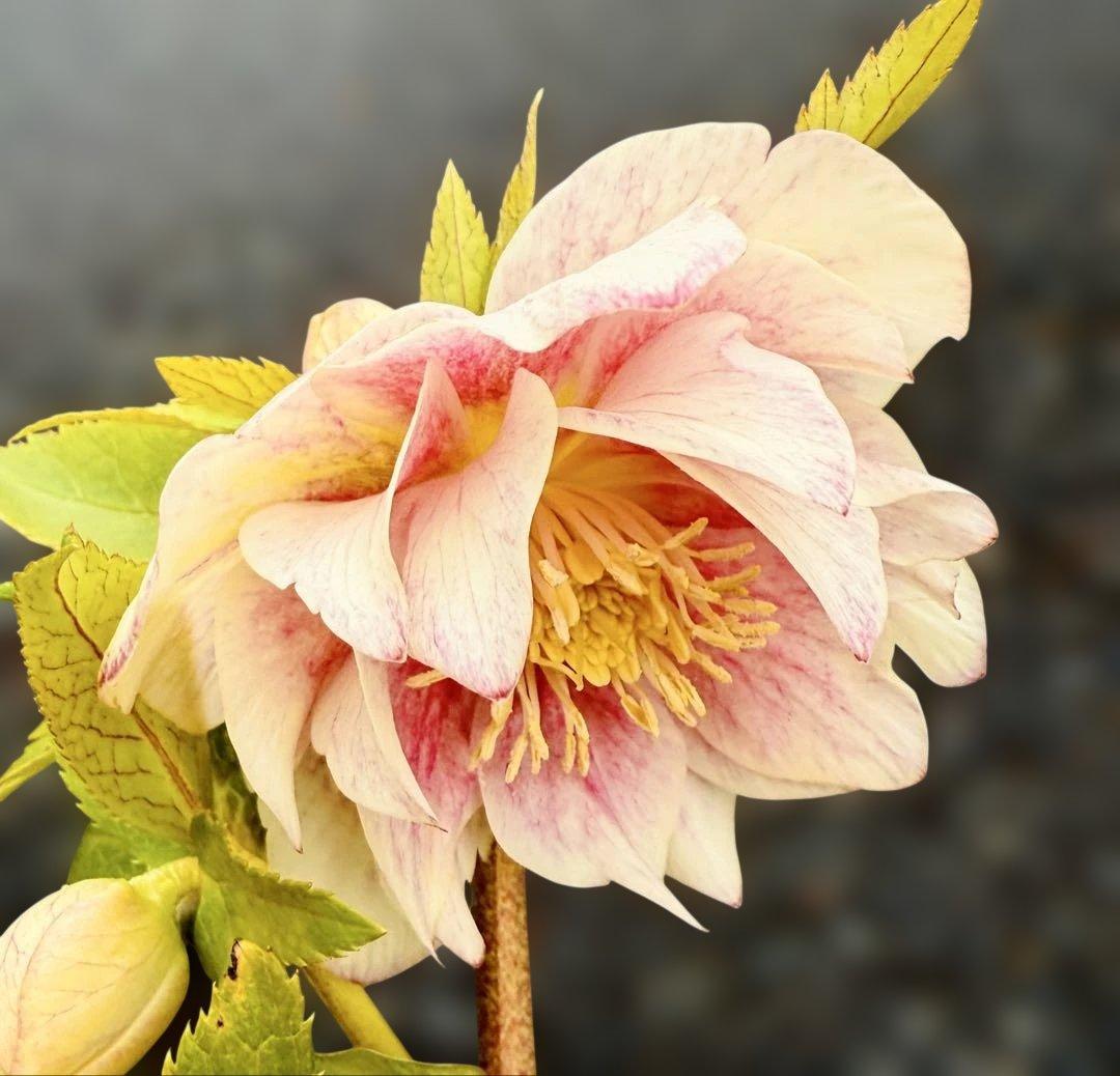 ★素晴らしいオーレア　ピンクグラデーション　ソレイユ風★クリスマスローズ開花株