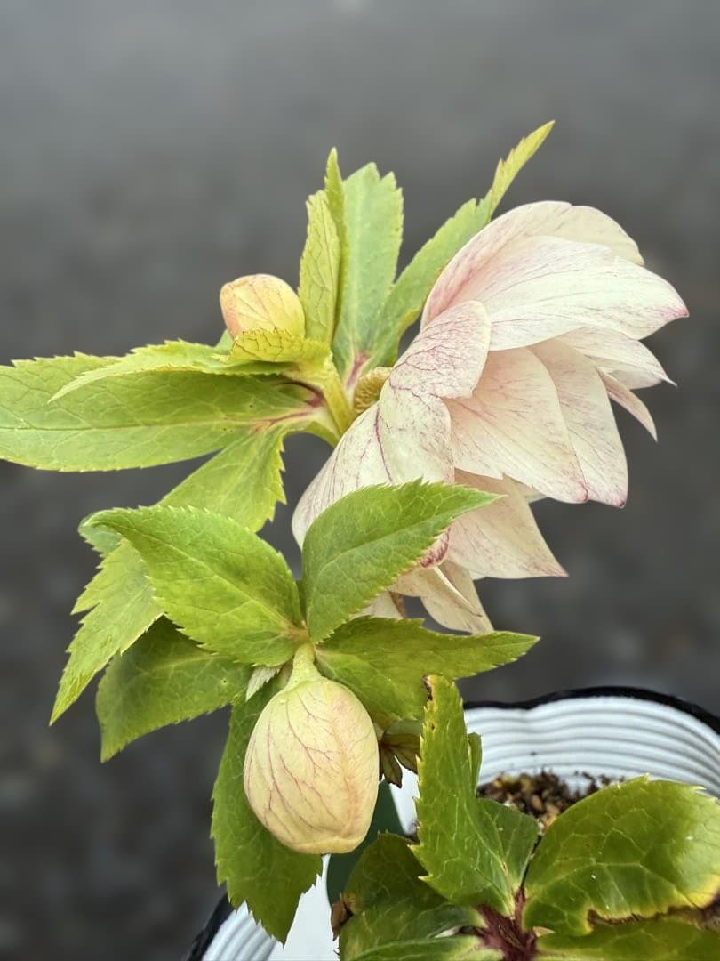 ★素晴らしいオーレア　ピンクグラデーション　ソレイユ風★クリスマスローズ開花株