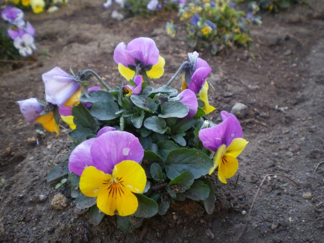 乾電池式/実写美⭕️良品【動作確認済】PENTAX Optio E70