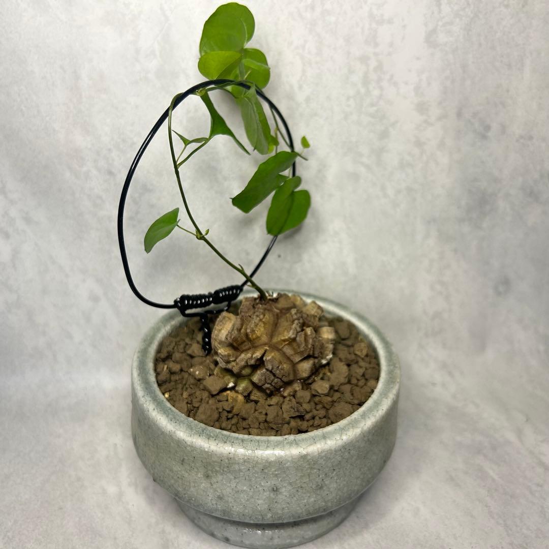 亀甲竜 (鉢入り) 6cm越え バキボコ割れ ディオスコレア　塊根植物