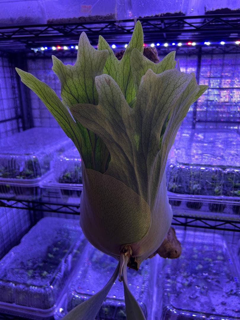 ビカクシダ Banna#A 大株 コルク付け