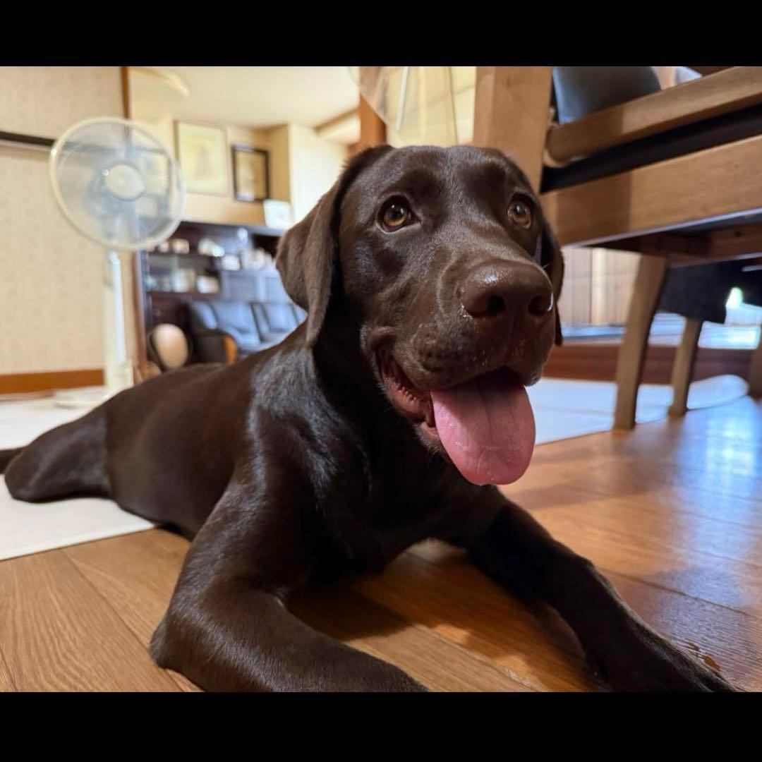 nello15714 うちの子刺繍オーダーメイド