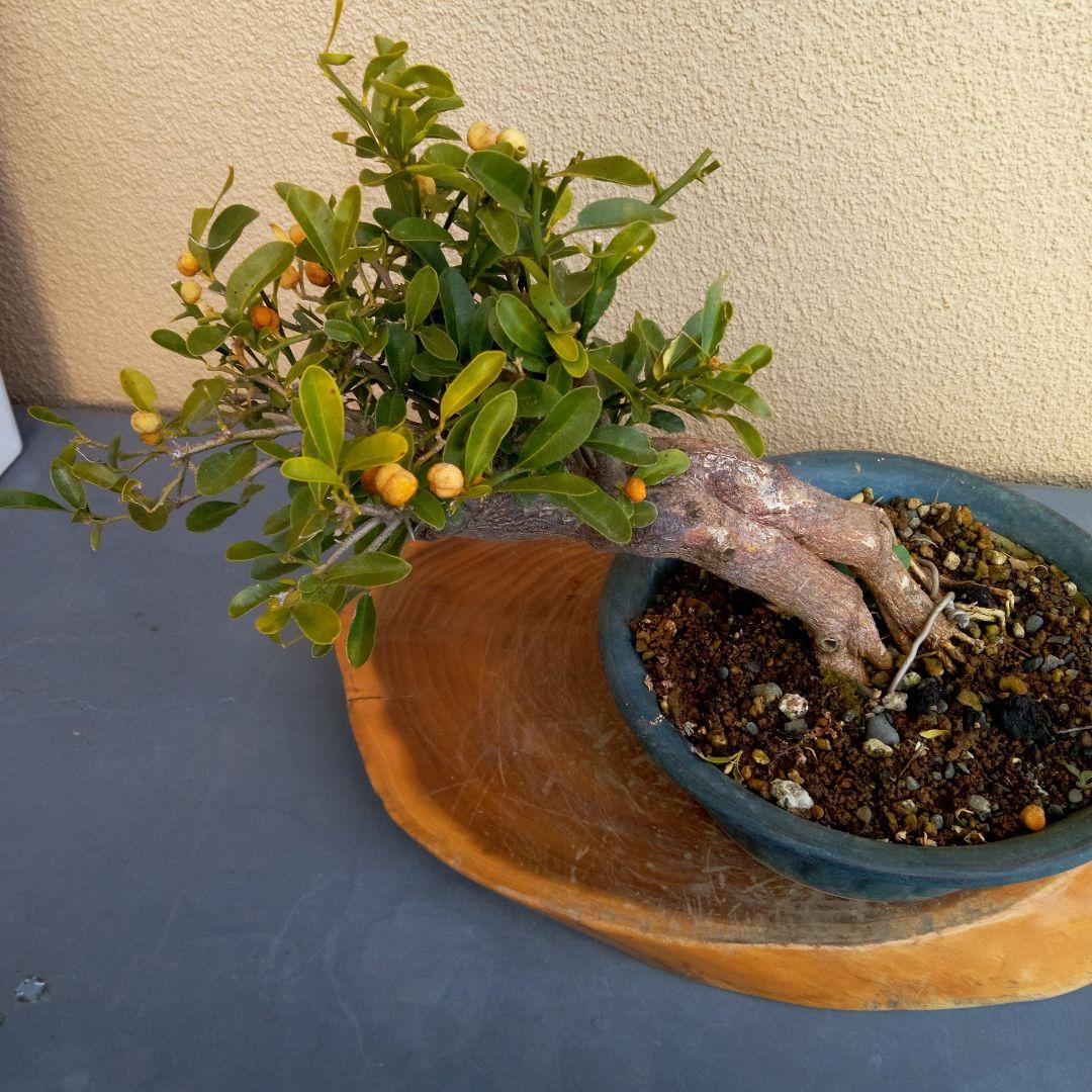 ゆり小品盆栽キンズ