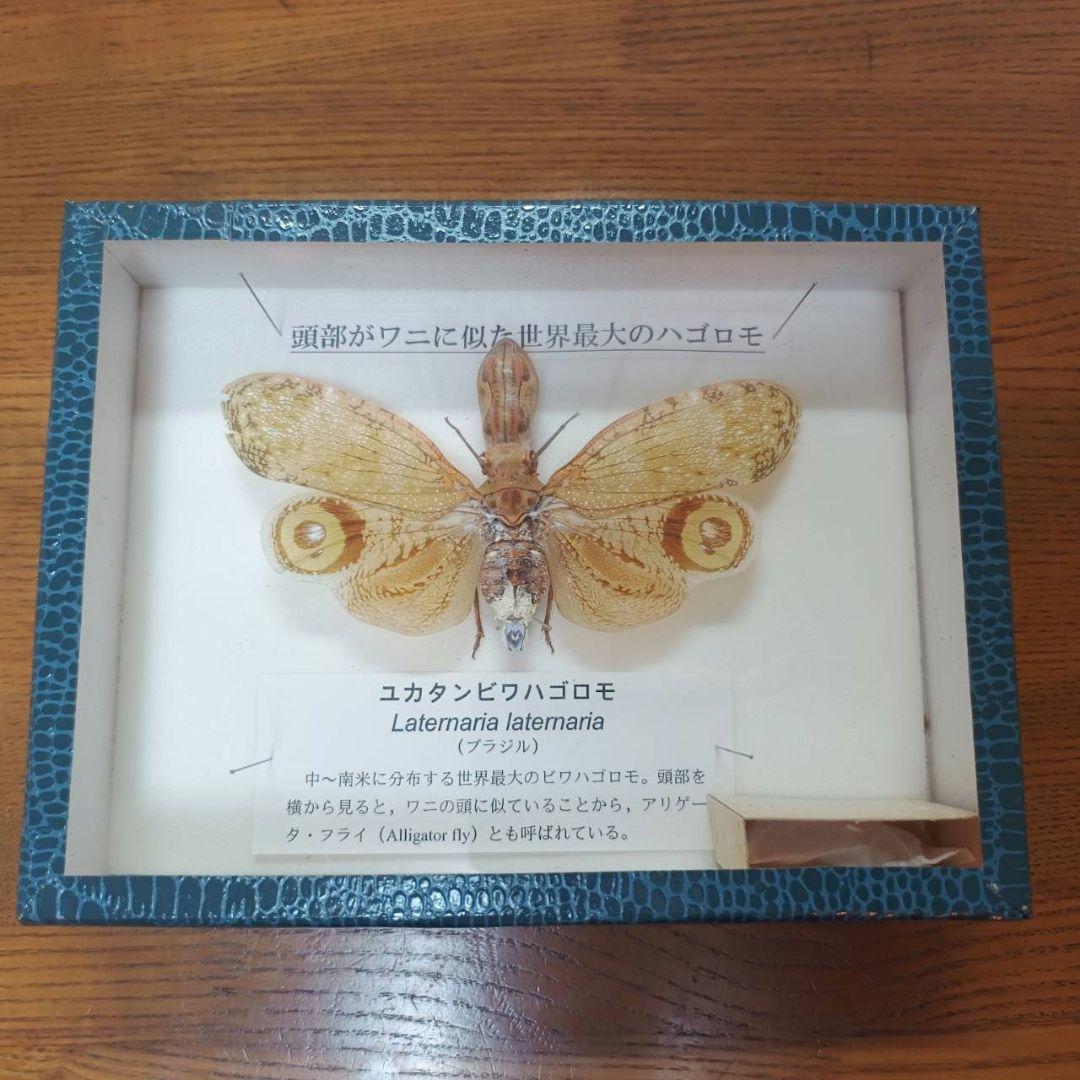 ユカタンビワハゴロモ 標本