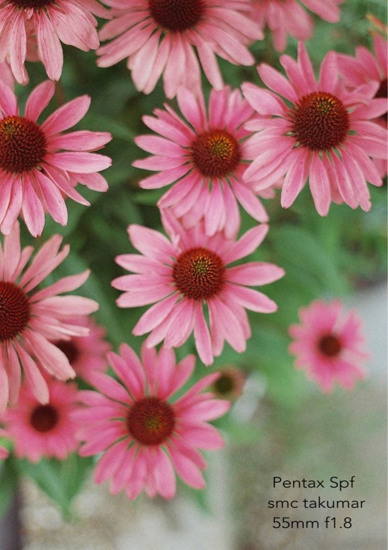 試写作例多数★pentax spf★リザード本革ブラック★美品＊完動品＊初期保証