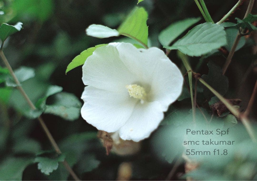 試写作例多数★pentax spf★リザード本革ブラック★美品＊完動品＊初期保証