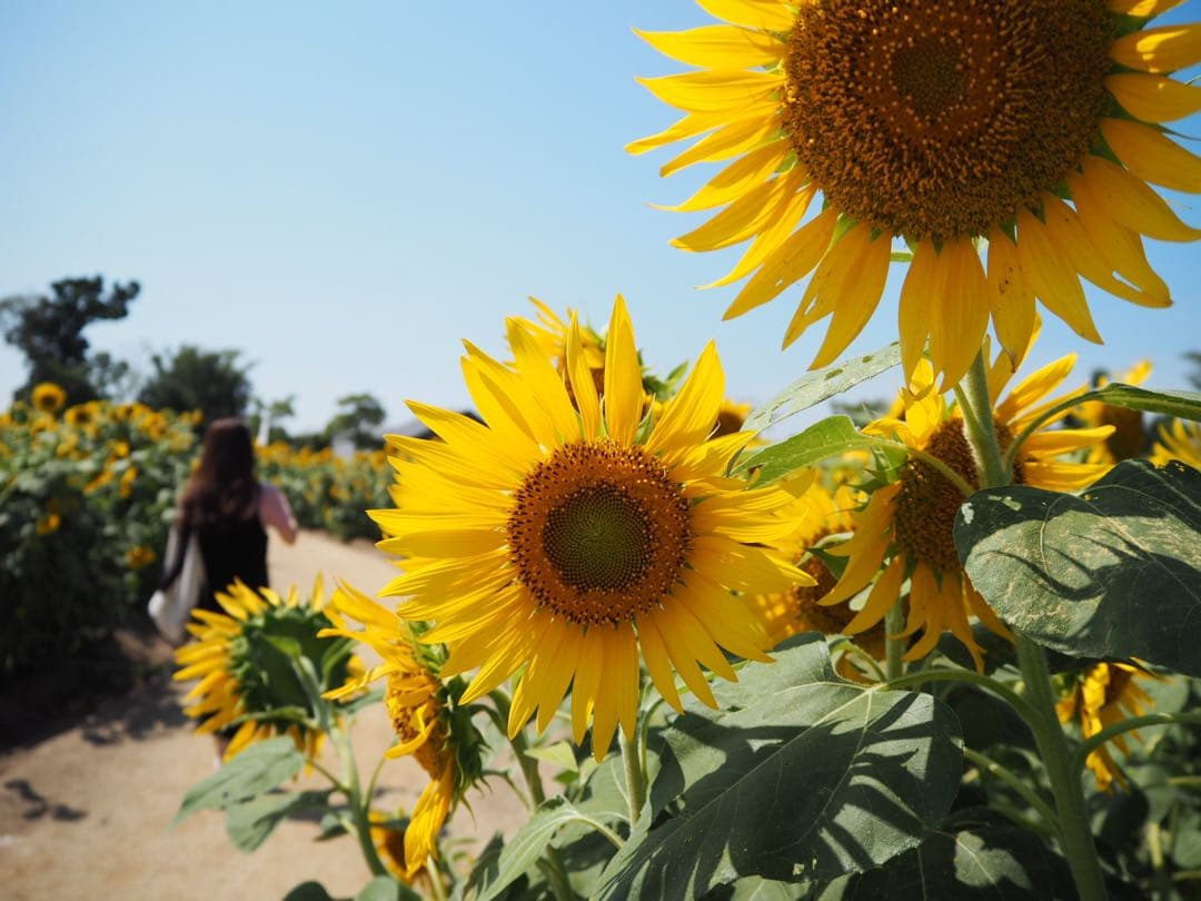 OLYMPUS PEN E-PL7 ホワイト ミラーレスカメラ 美品