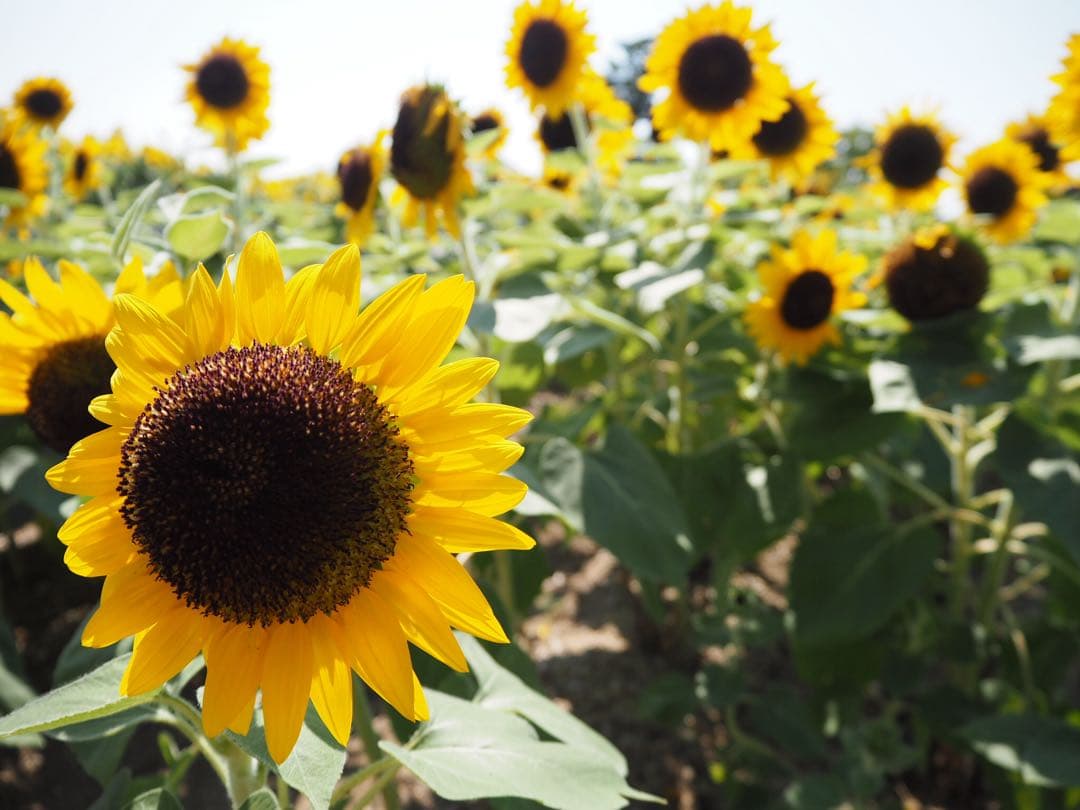 OLYMPUS PEN E-PL7 ホワイト ミラーレスカメラ 美品