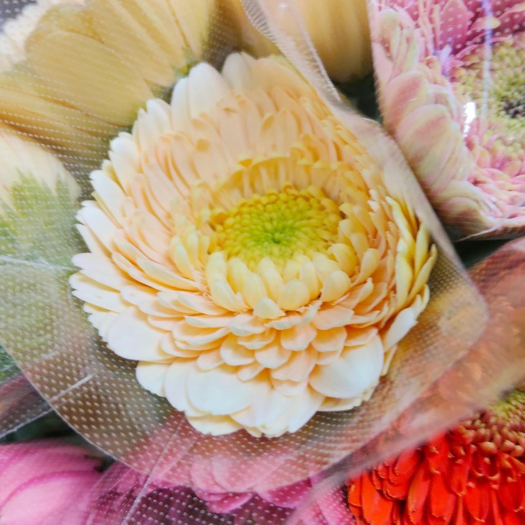 ぽよんちゃ様同梱(切り花 生花 バラ)