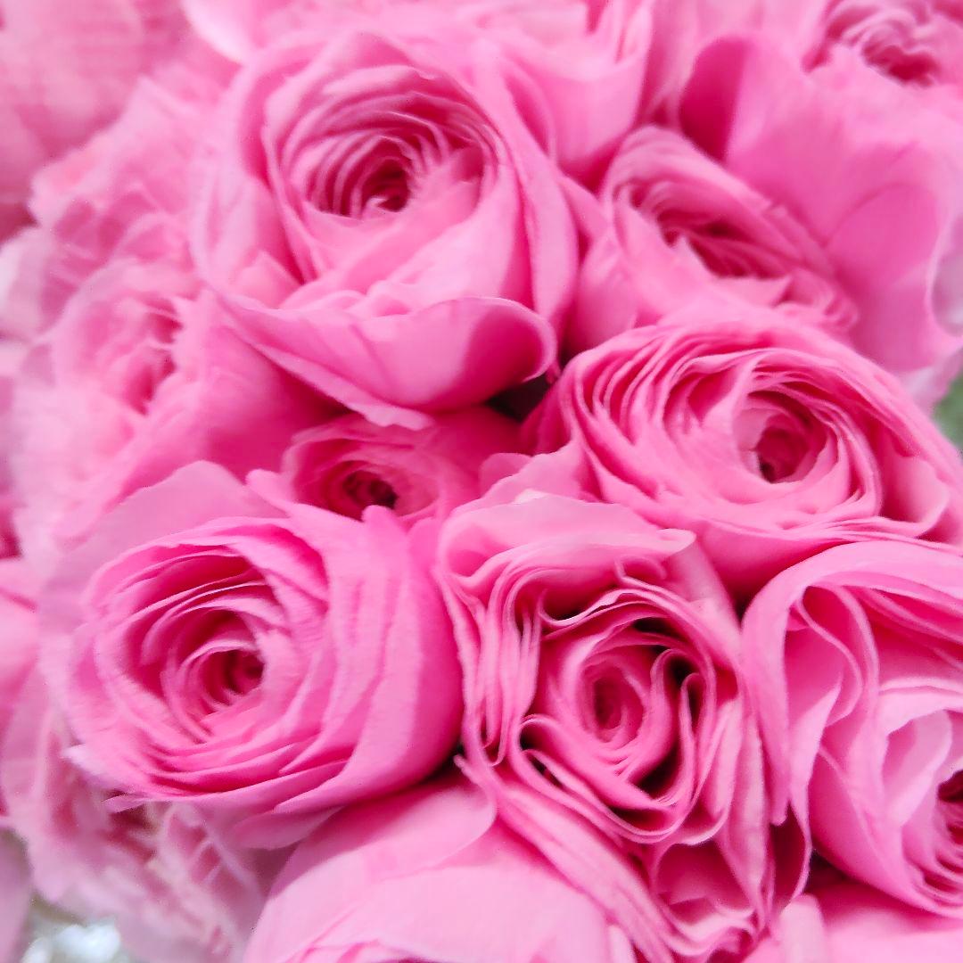 ぽよんちゃ様同梱(切り花 生花 バラ)