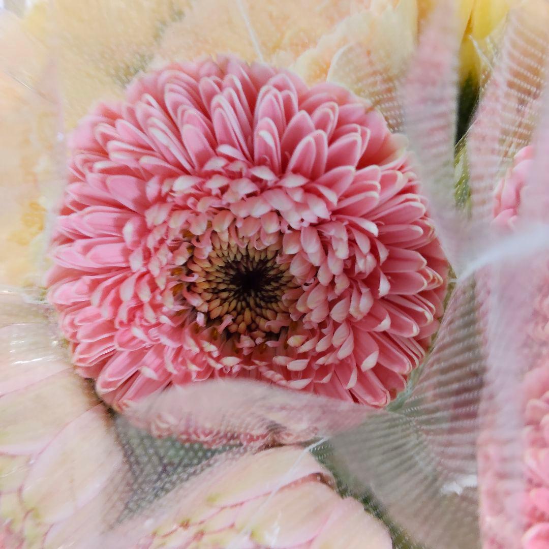 ぽよんちゃ様同梱(切り花 生花 バラ)