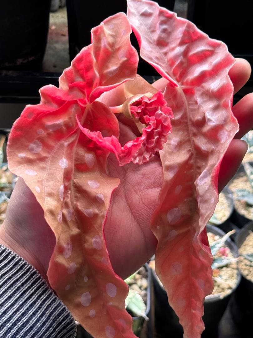 m*a様 ベゴニア マクラータ 斑入り　発根管理