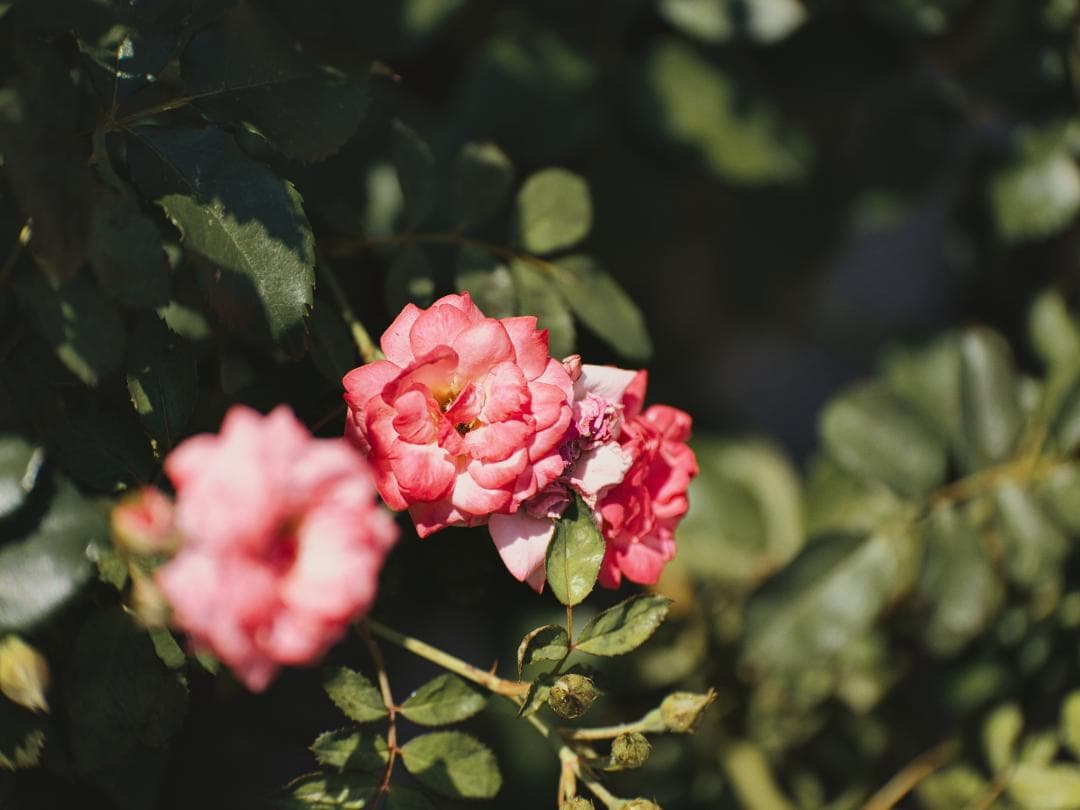 【美品】Panasonic LUMIX 35-100mm F2.8