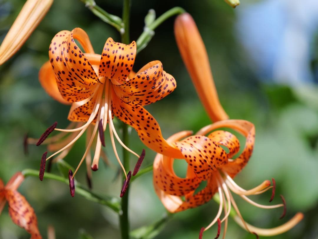 【美品】Panasonic LUMIX 35-100mm F2.8