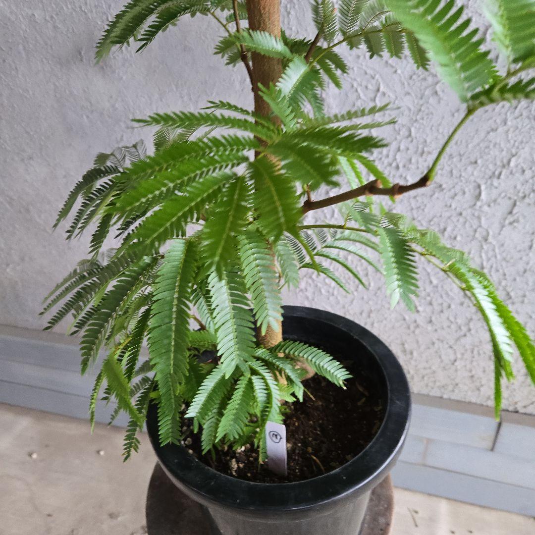 ②　エバーフレッシュ　8号極太　最高等級極上品‼️