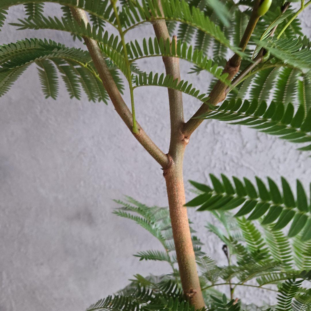 ②　エバーフレッシュ　8号極太　最高等級極上品‼️